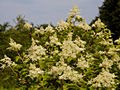 Hydrangea paniculata Kyushu IMG_4613 Hortensja bukietowa